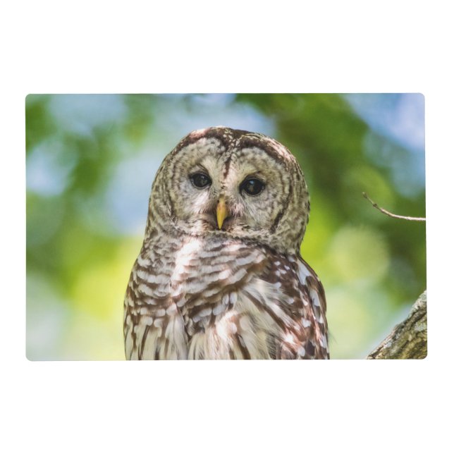 Barred Owl of the Hudson Valley – Nature & Wildlif Placemat (Front)