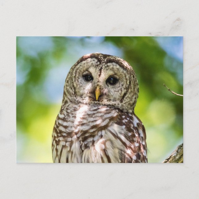 Barred Owl of the Hudson Valley – Nature & Wildlif Postcard (Front)