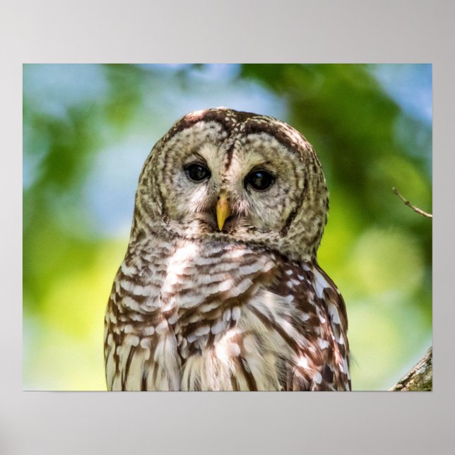 Barred Owl of the Hudson Valley – Nature & Wildlif Poster (Front)