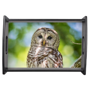 Barred Owl of the Hudson Valley – Nature & Wildlif Serving Tray