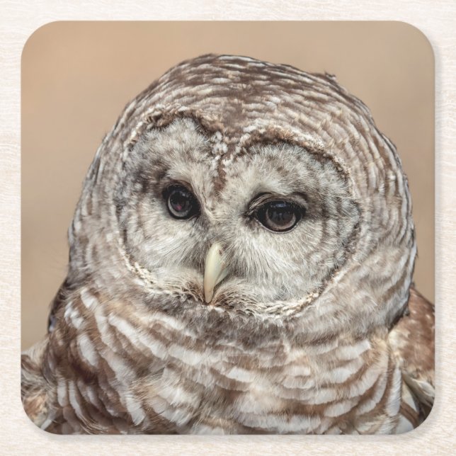 Barred Owl of the Hudson Valley – Nature & Wildlif Square Paper Coaster (Front)