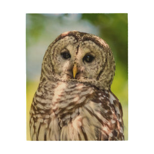 Barred Owl of the Hudson Valley – Nature & Wildlif Wood Wall Decor