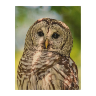 Barred Owl of the Hudson Valley – Nature & Wildlif Wood Wall Decor