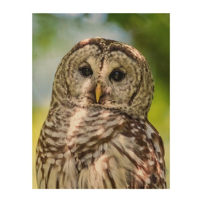 Barred Owl of the Hudson Valley – Nature & Wildlif Wood Wall Decor (Front)