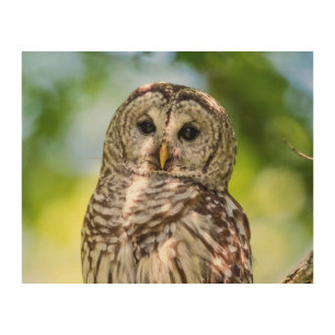 Barred Owl of the Hudson Valley – Nature & Wildlif Wood Wall Decor