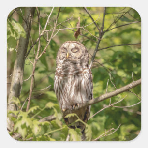 Barred Owl of the Hudson Valley Square Sticker