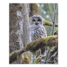 Barred Owl on a Mossy Tree