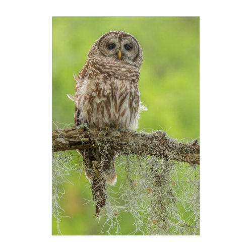 Barred Owl On Tree Limb Acrylic Print