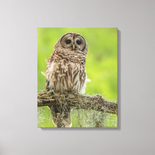 Barred Owl On Tree Limb Canvas Print
