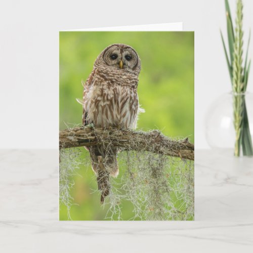 Barred Owl On Tree Limb Card