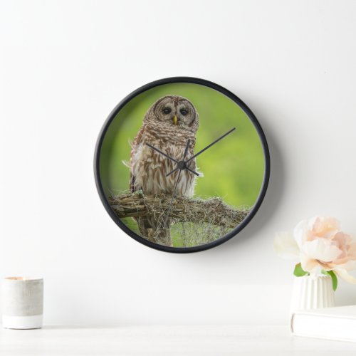 Barred Owl On Tree Limb Clock