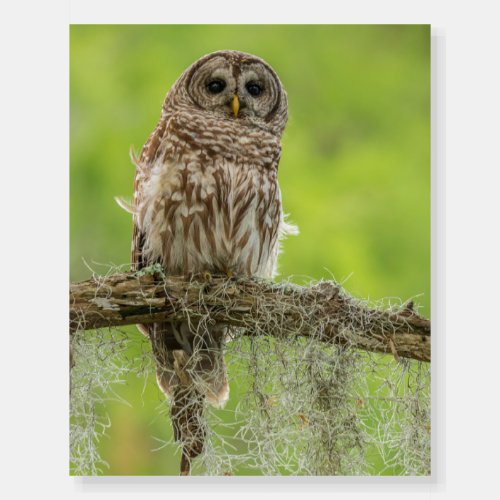 Barred Owl On Tree Limb Foam Board