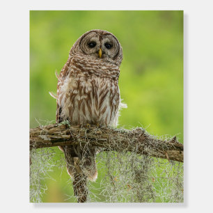 Barred Owl On Tree Limb Foam Board