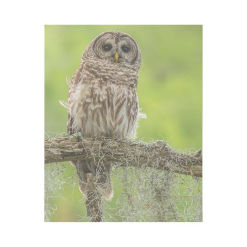 Barred Owl On Tree Limb Gallery Wrap