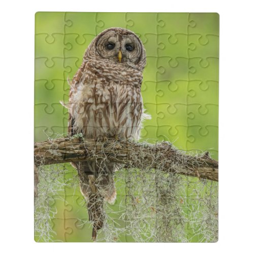 Barred Owl On Tree Limb Jigsaw Puzzle