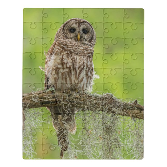 Barred Owl On Tree Limb Jigsaw Puzzle (Puzzle Vertical)
