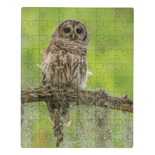Barred Owl On Tree Limb Jigsaw Puzzle