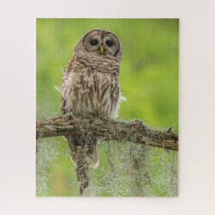 Barred Owl On Tree Limb Jigsaw Puzzle