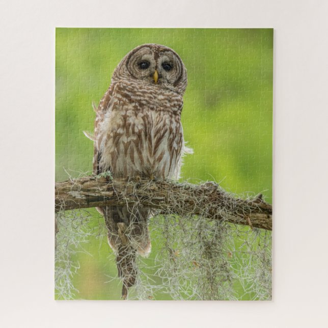 Barred Owl On Tree Limb Jigsaw Puzzle (Vertical)