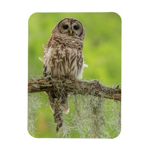 Barred Owl On Tree Limb Magnet
