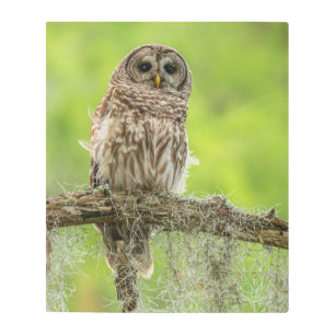 Barred Owl On Tree Limb Metal Print