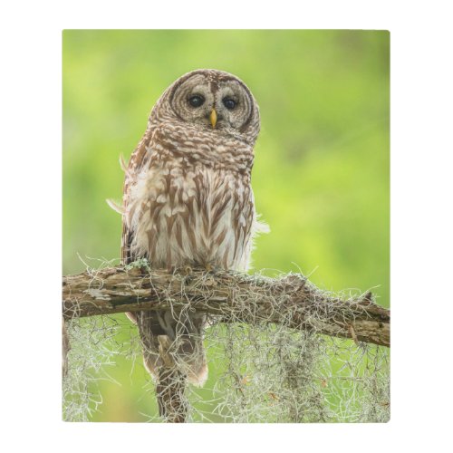 Barred Owl On Tree Limb Metal Print