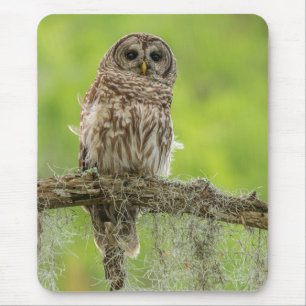 Barred Owl On Tree Limb Mouse Pad