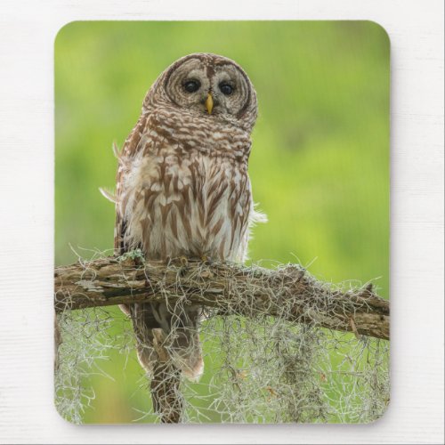 Barred Owl On Tree Limb Mouse Pad