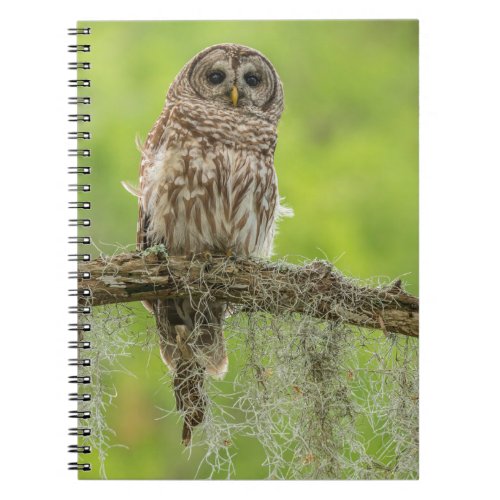 Barred Owl On Tree Limb Notebook