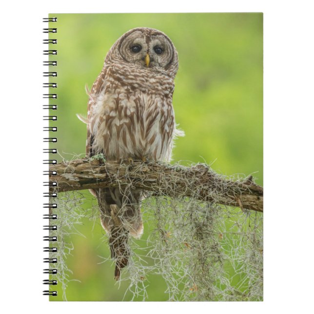 Barred Owl On Tree Limb Notebook (Front)