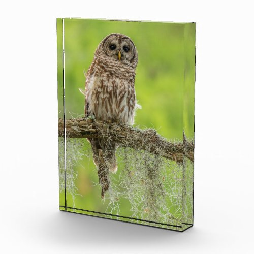 Barred Owl On Tree Limb Photo Block