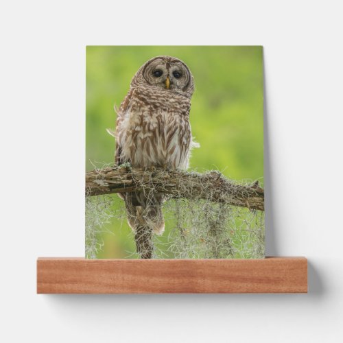 Barred Owl On Tree Limb Picture Ledge