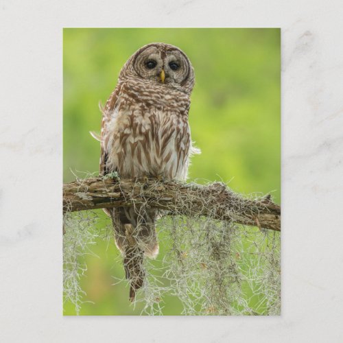 Barred Owl On Tree Limb Postcard