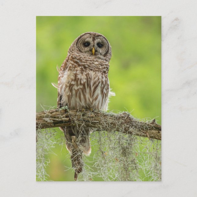Barred Owl On Tree Limb Postcard (Front)