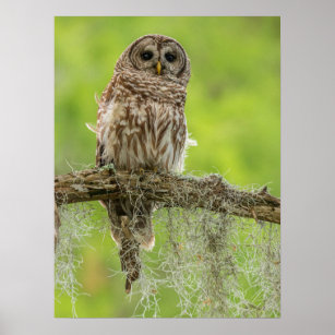 Barred Owl On Tree Limb Poster