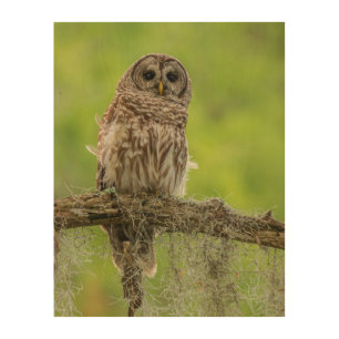 Barred Owl On Tree Limb Wood Wall Art