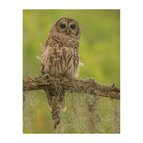 Barred Owl On Tree Limb Wood Wall Art