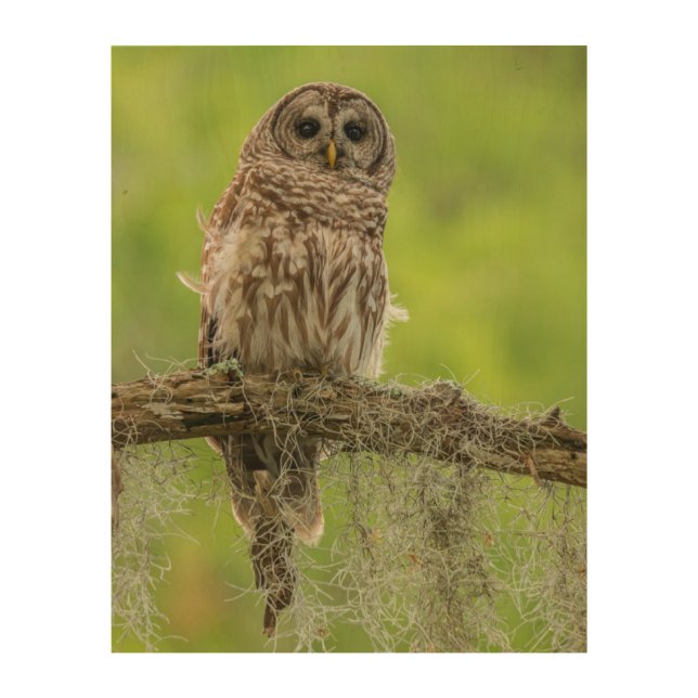 Barred Owl On Tree Limb Wood Wall Art (Front)