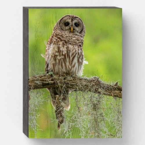 Barred Owl On Tree Limb Wooden Box Sign