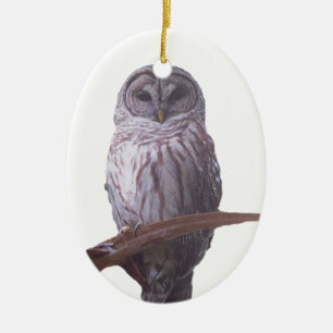 Barred Owl Ornament