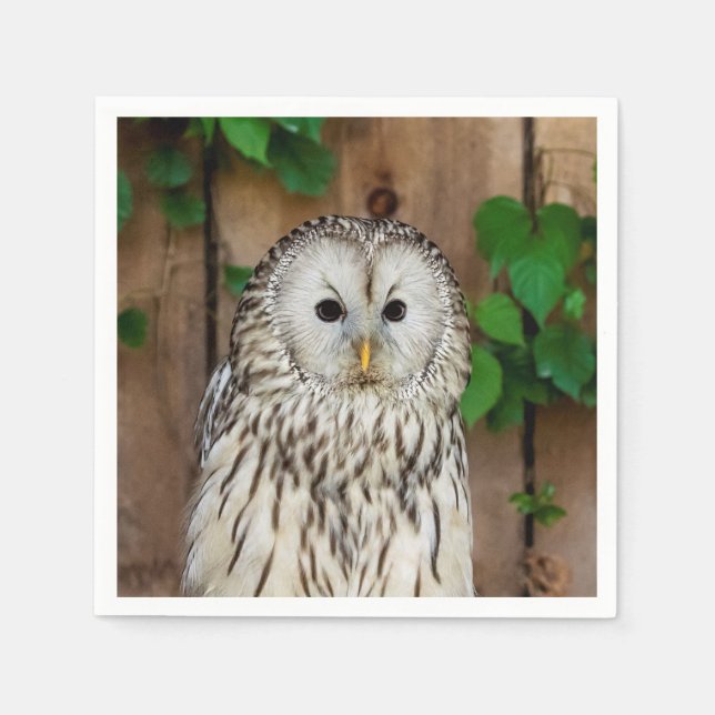 Barred Owl Paper Napkins (Front)