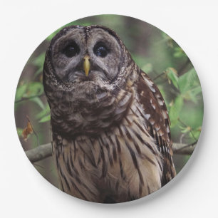 Barred Owl Paper Plates