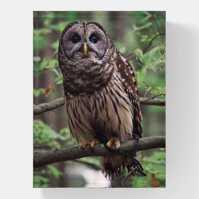 Barred Owl Paperweight (Vertical)