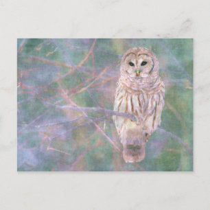 Barred Owl Pastel Digital Oilpainting Postcard