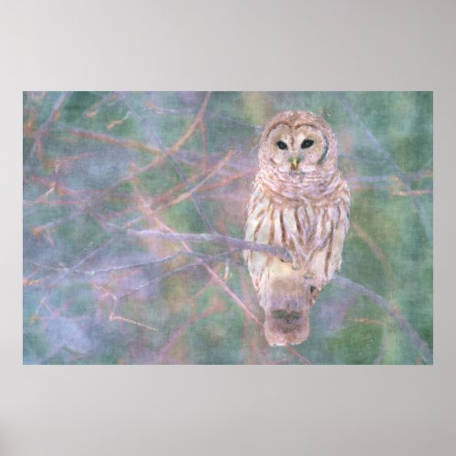 Barred Owl Pastel Oilpainting Poster