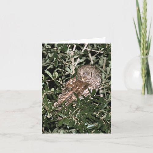 Barred Owl Photo Folded Note Card