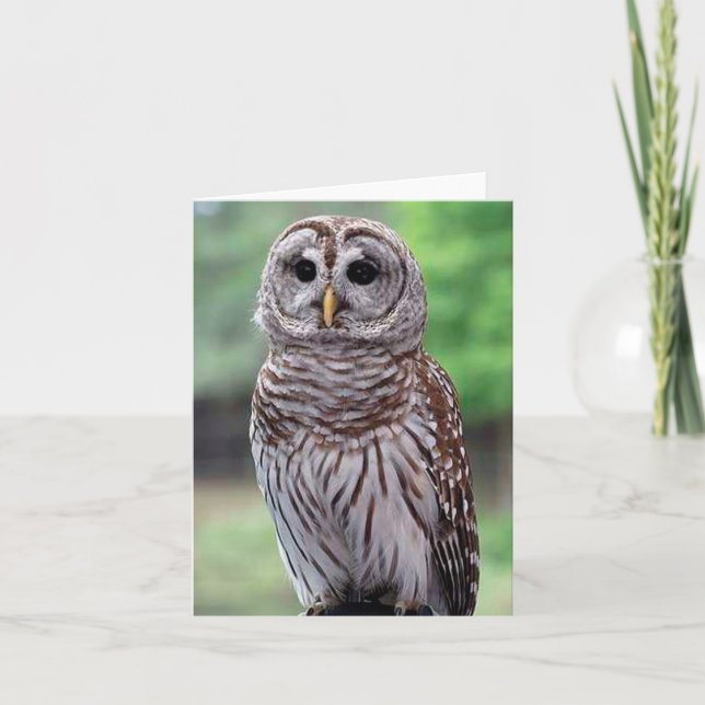 Barred Owl Photo Folded Note Card (Front)