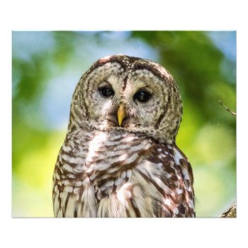 Barred Owl Photo Print by debscreative at Zazzle