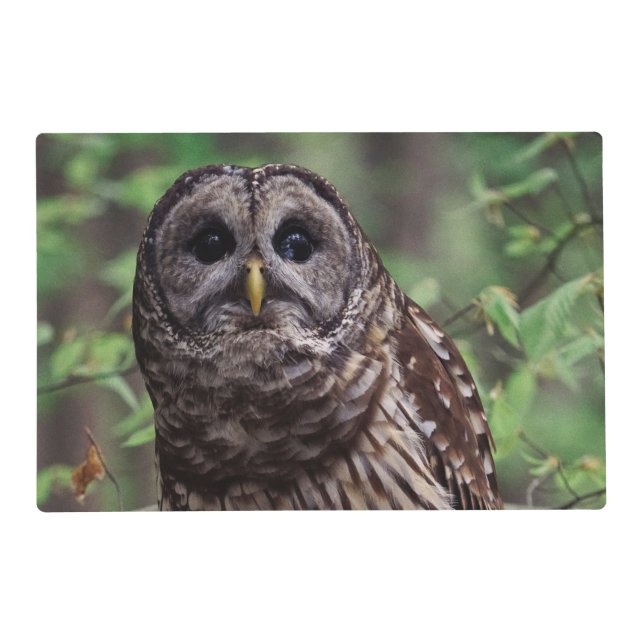 Barred Owl Placemat (Front)