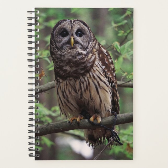 Barred Owl Planner (Front)